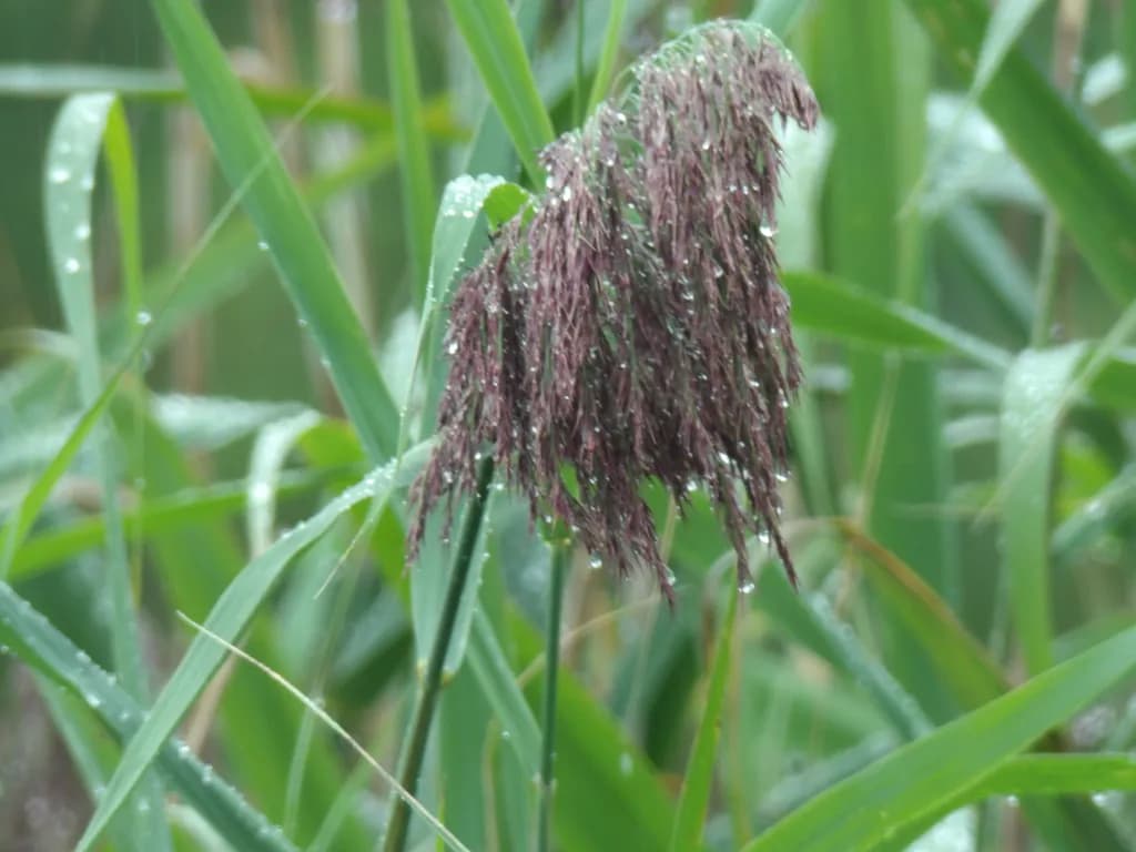 Dew on Wild Grass