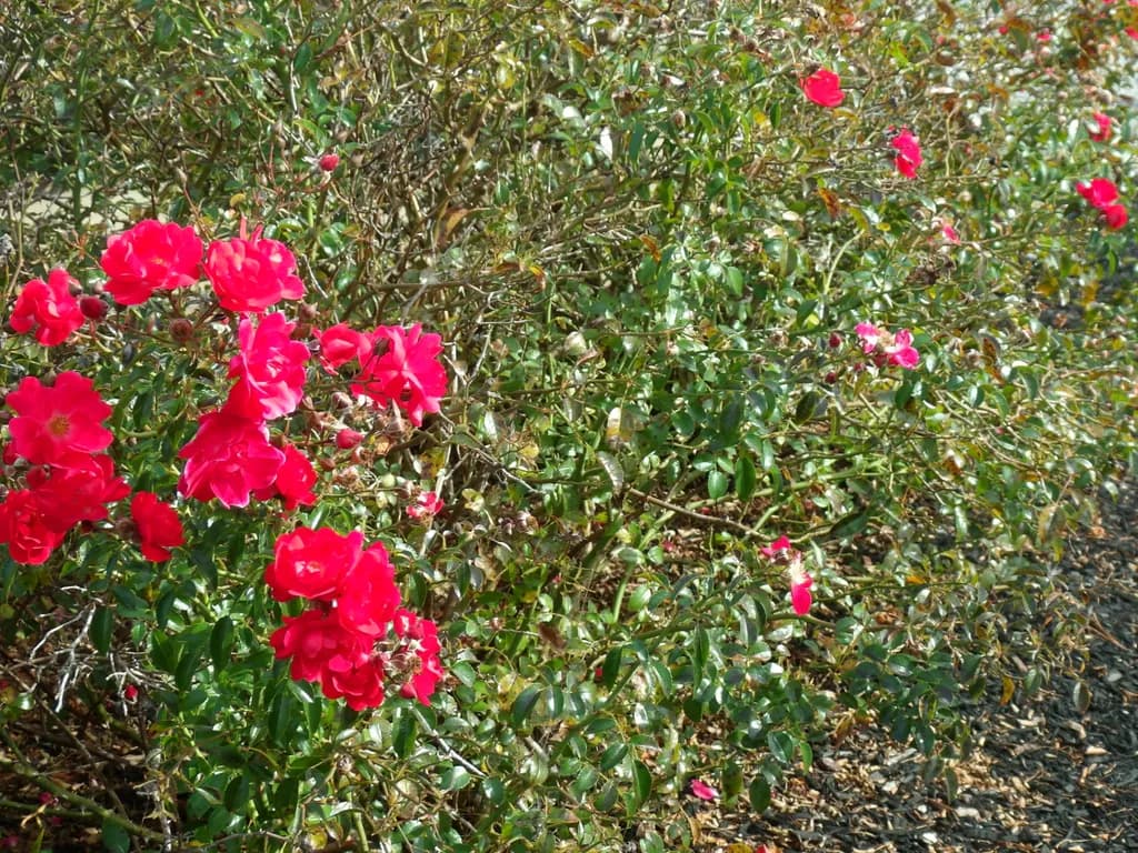 Red Garden Roses