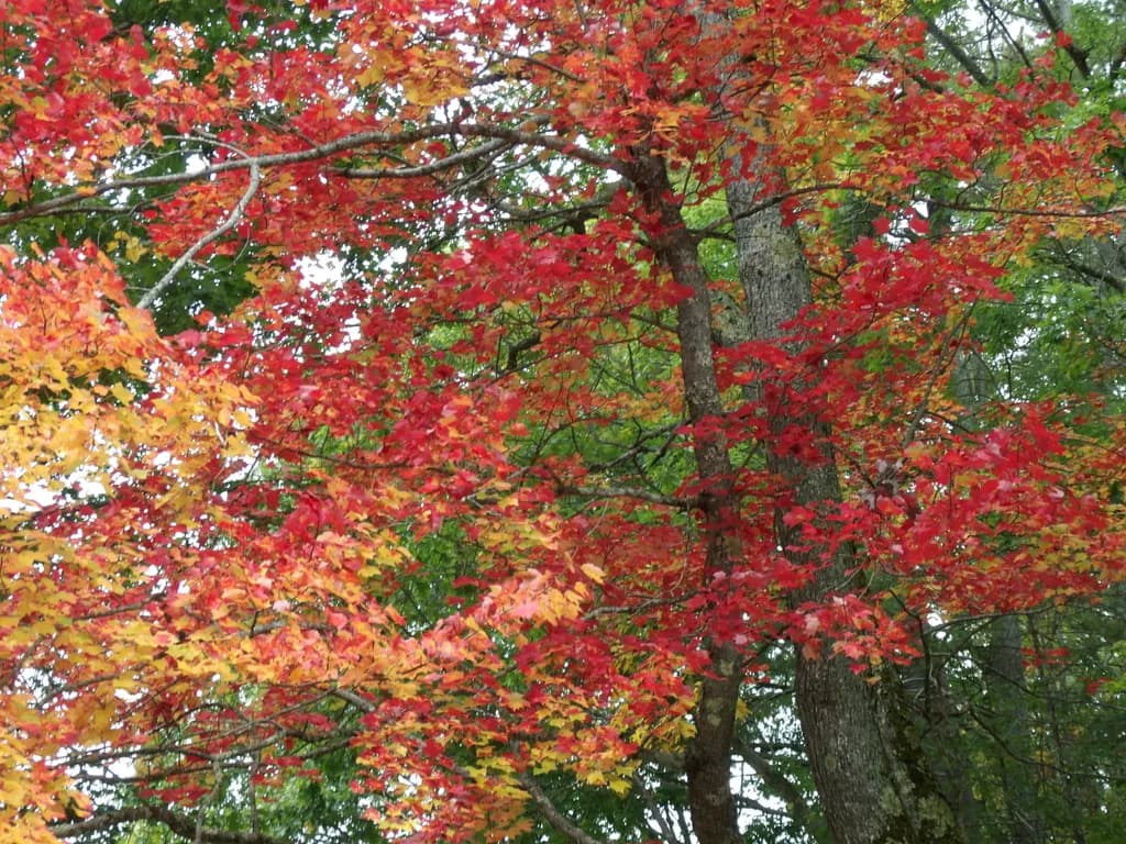 Autumn Canopy