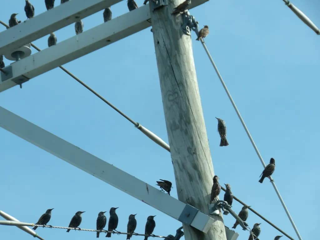 Birds on the Wires