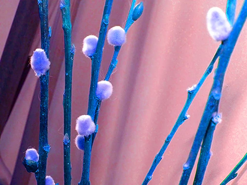 Blue Pussy Willow