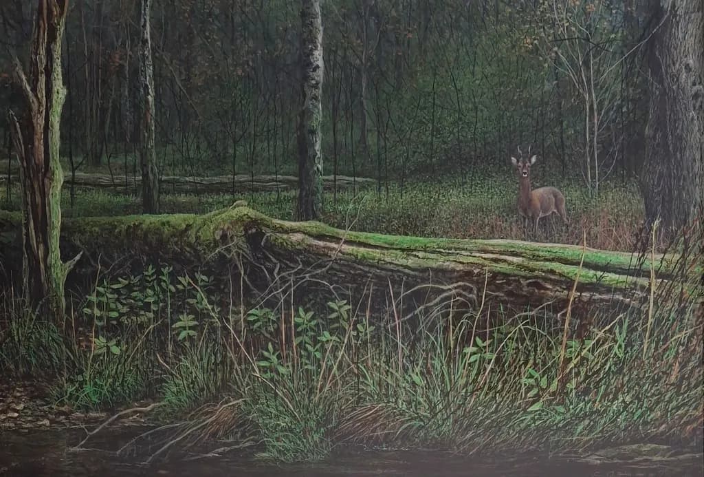 Quiet Glade