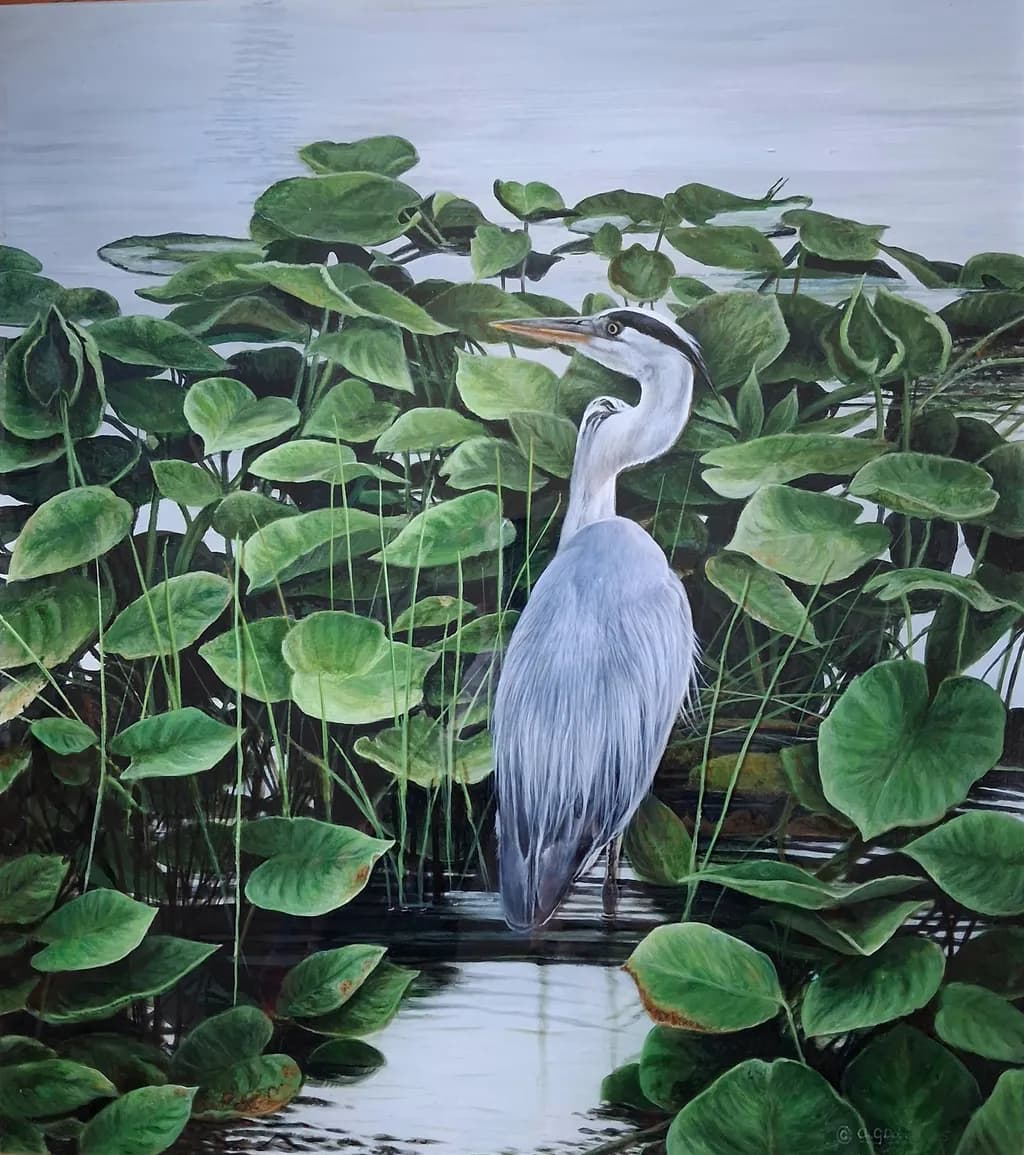 Stillwater Heron
