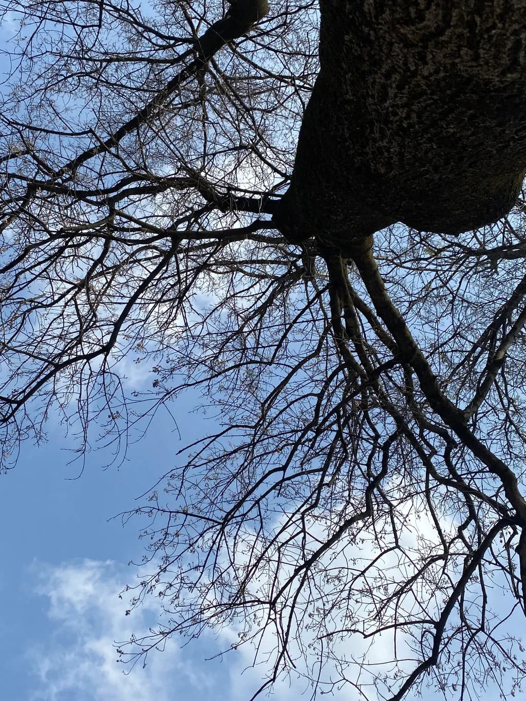 Winter Canopy
