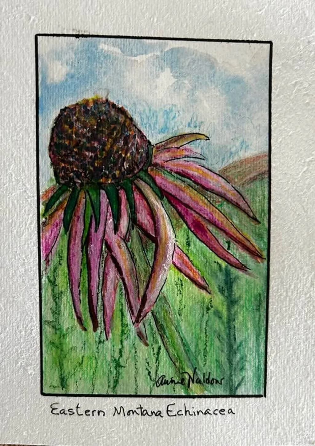 Eastern Montana Echinacea