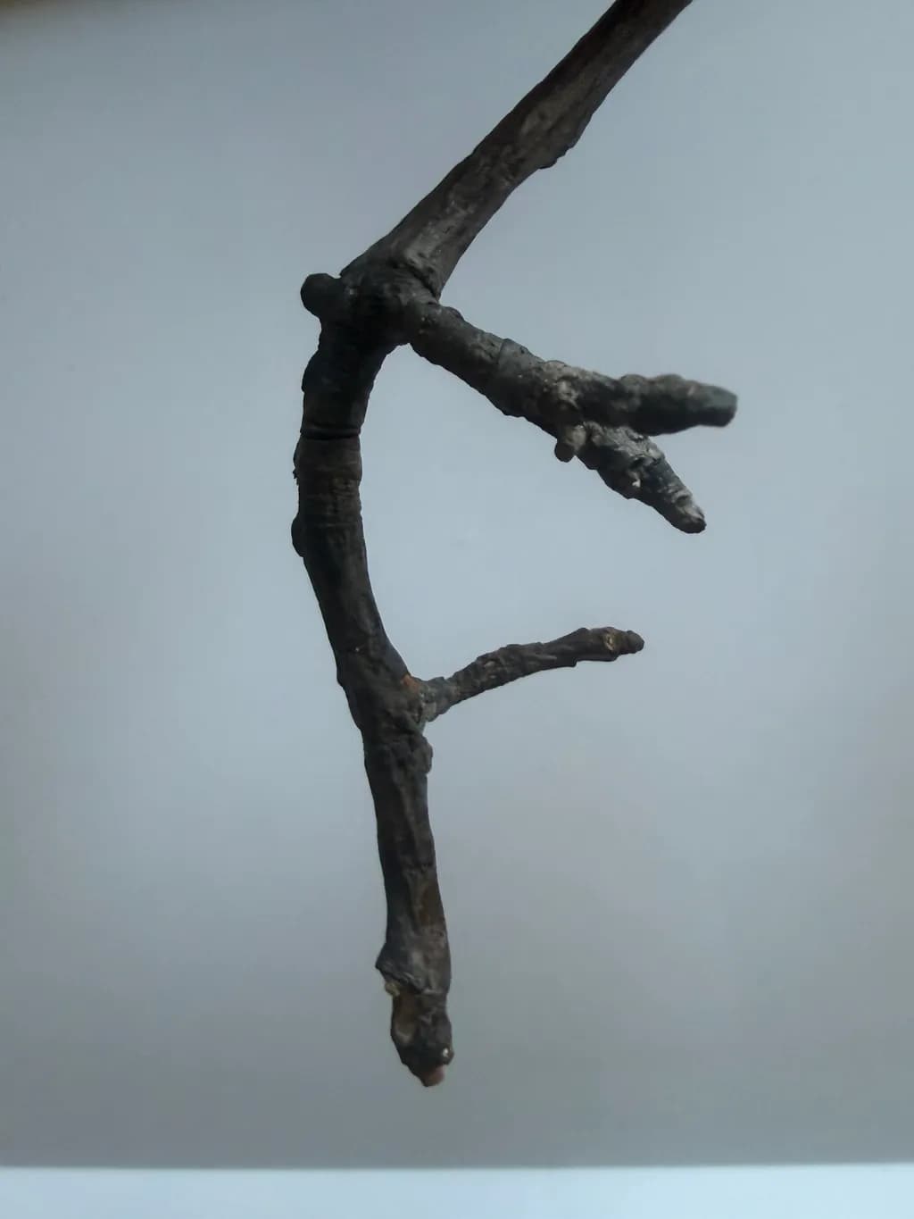 Twisted Branch