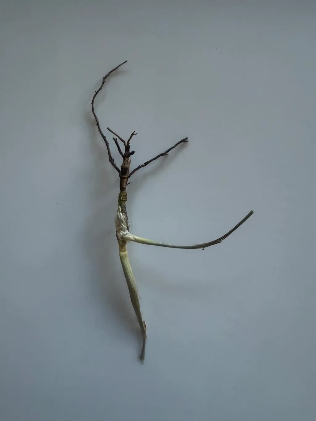 Rooted Grace