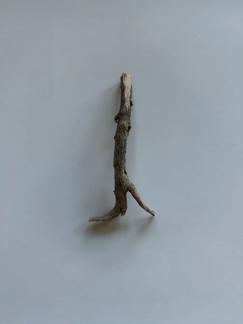 Weathered Twig