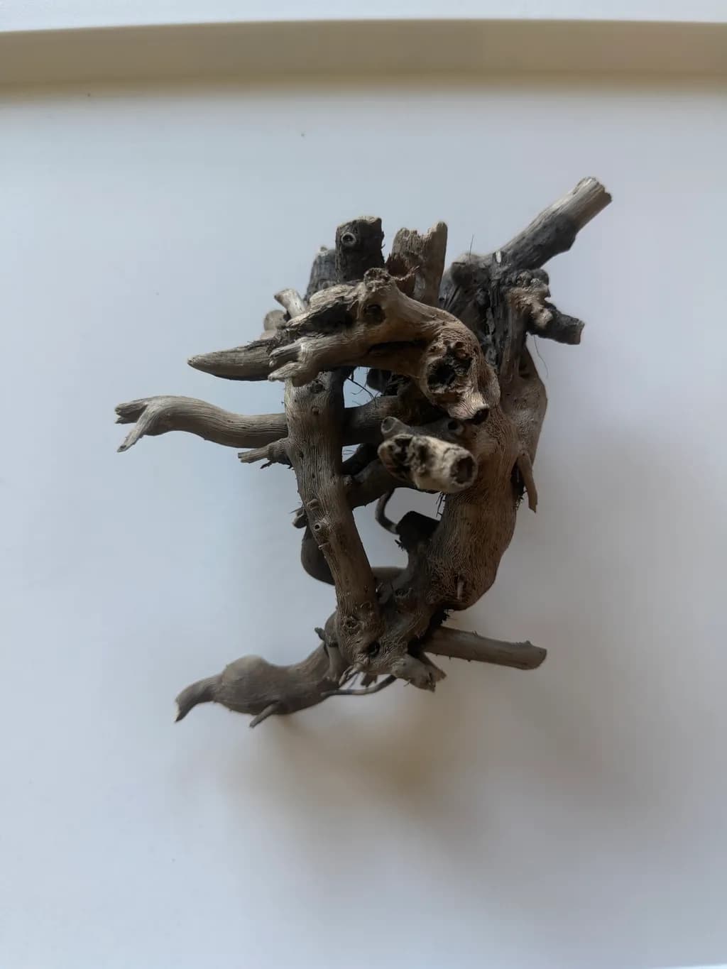 Twisted Driftwood Assembly