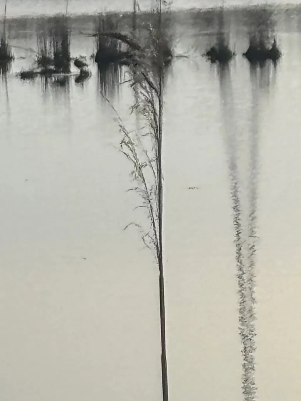 Penultimate Reed