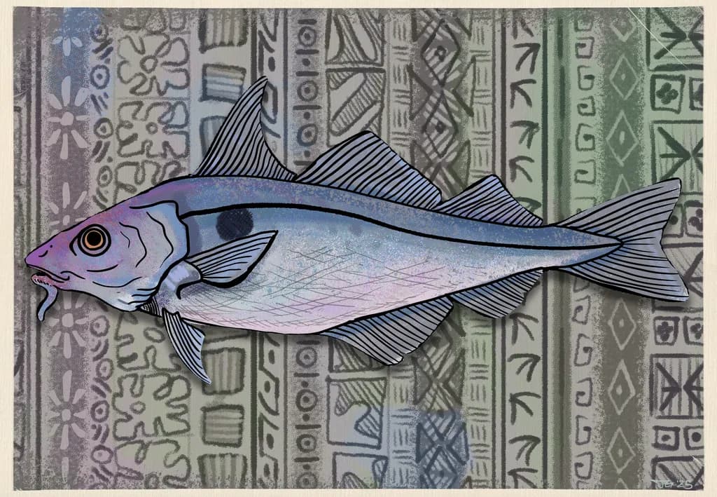 Striped Codfish