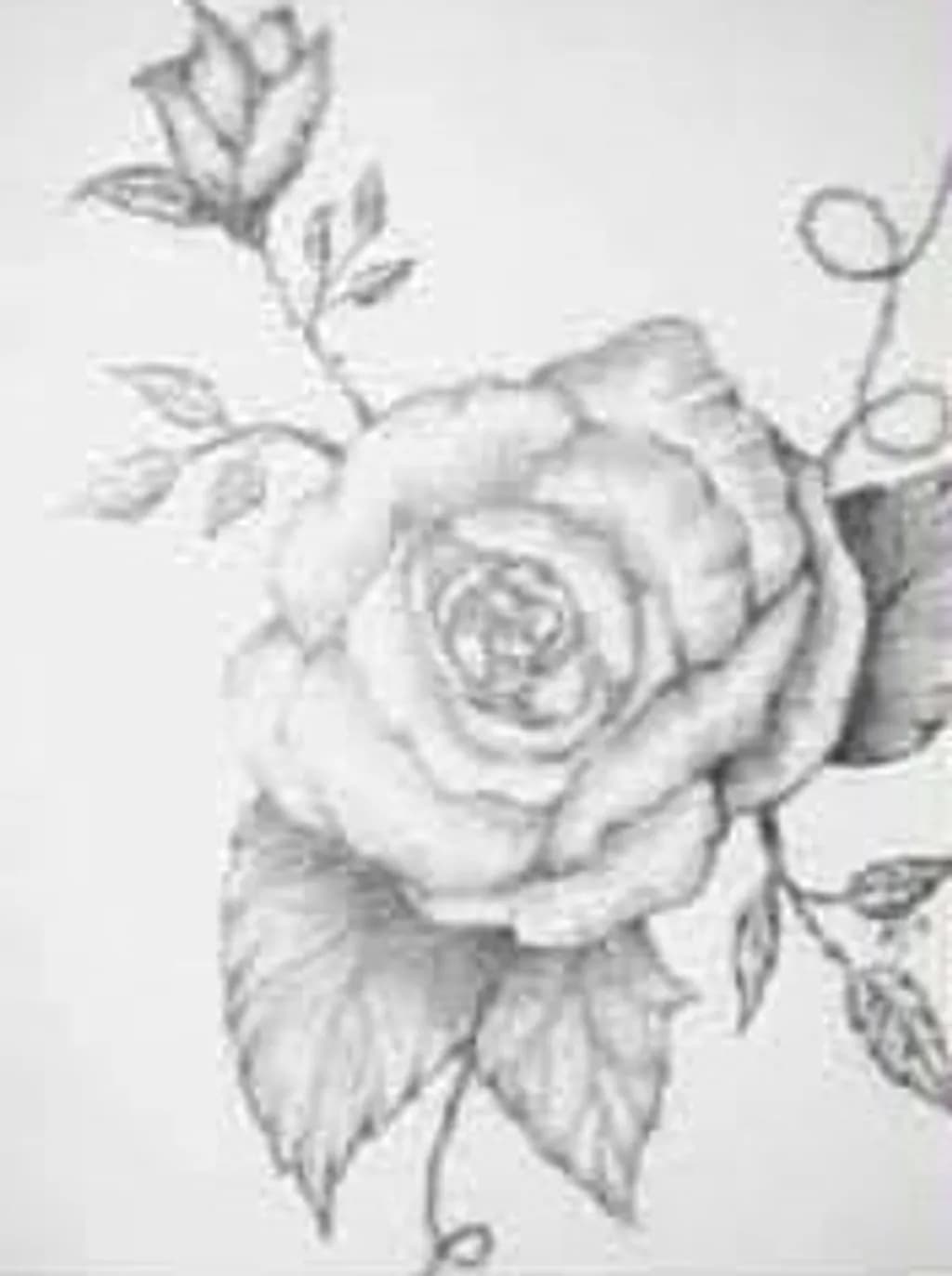 Delicate Rose Sketch