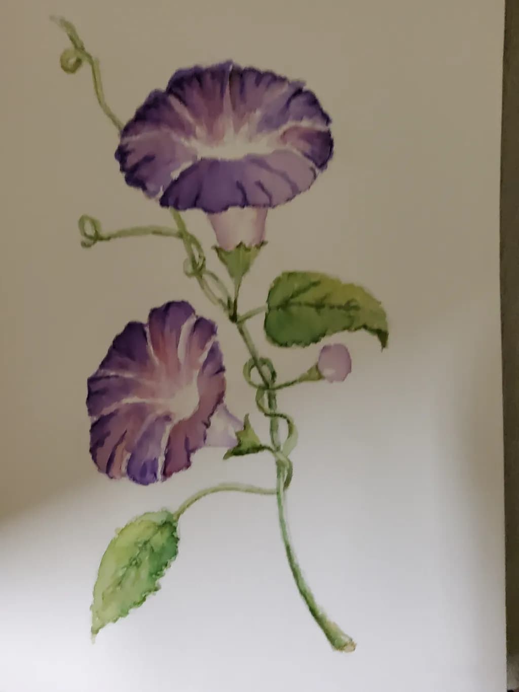 Purple Morning Glories