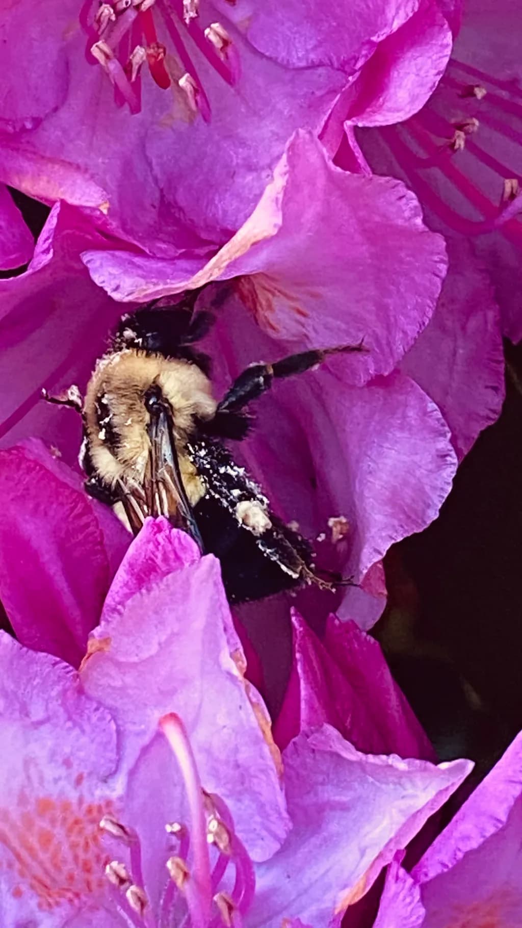 Busy Bumblebee