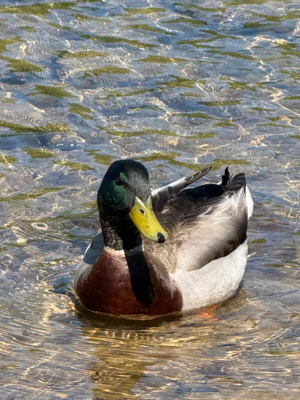 Mallard Reflections