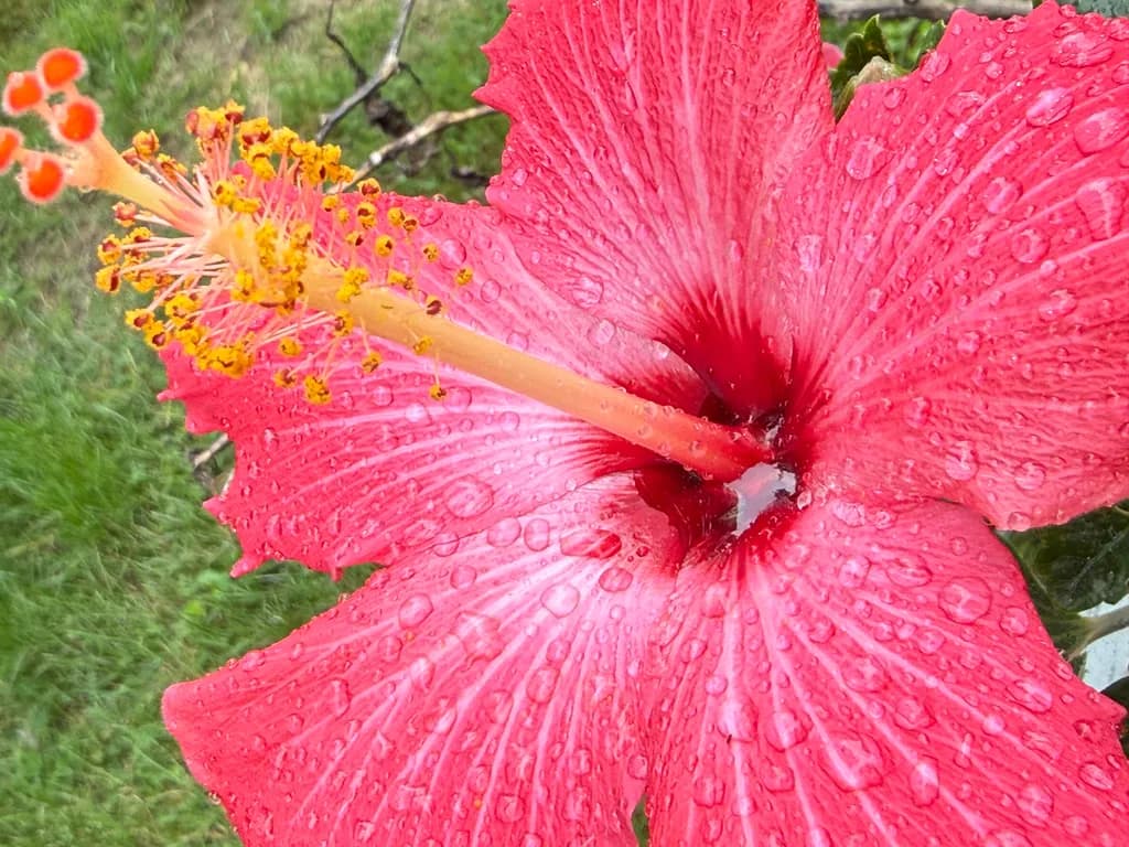 Rain-Kissed Hibiscus