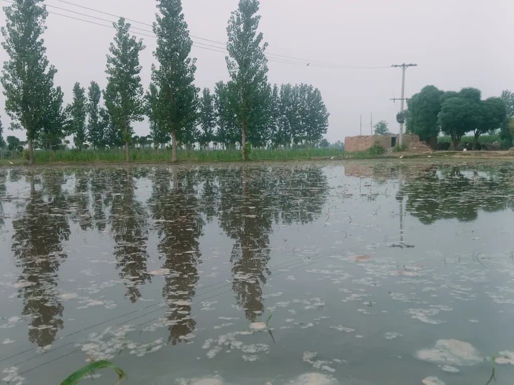 Reflections in Flooded Fields