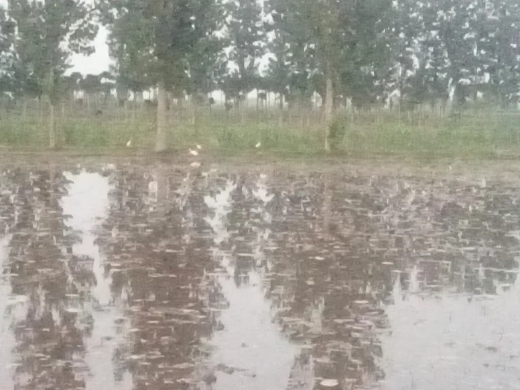 Reflected Grove