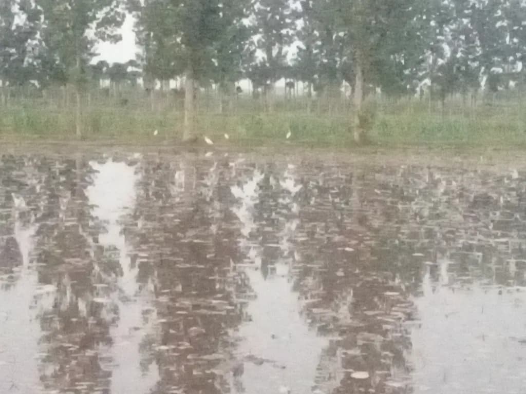 Reflected Forest