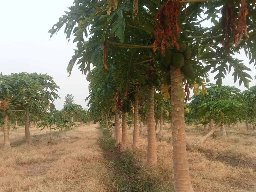 Papaya Grove