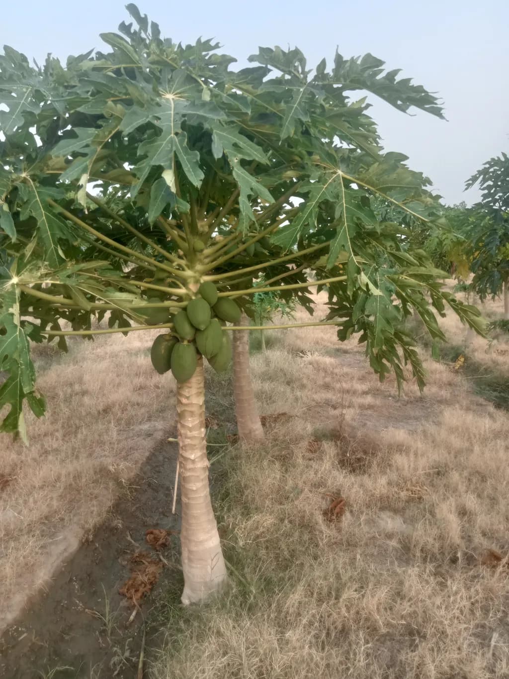 Papaya Grove