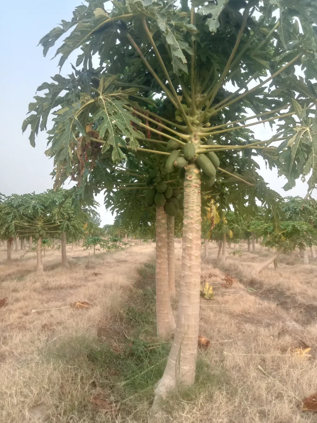 Papaya Grove