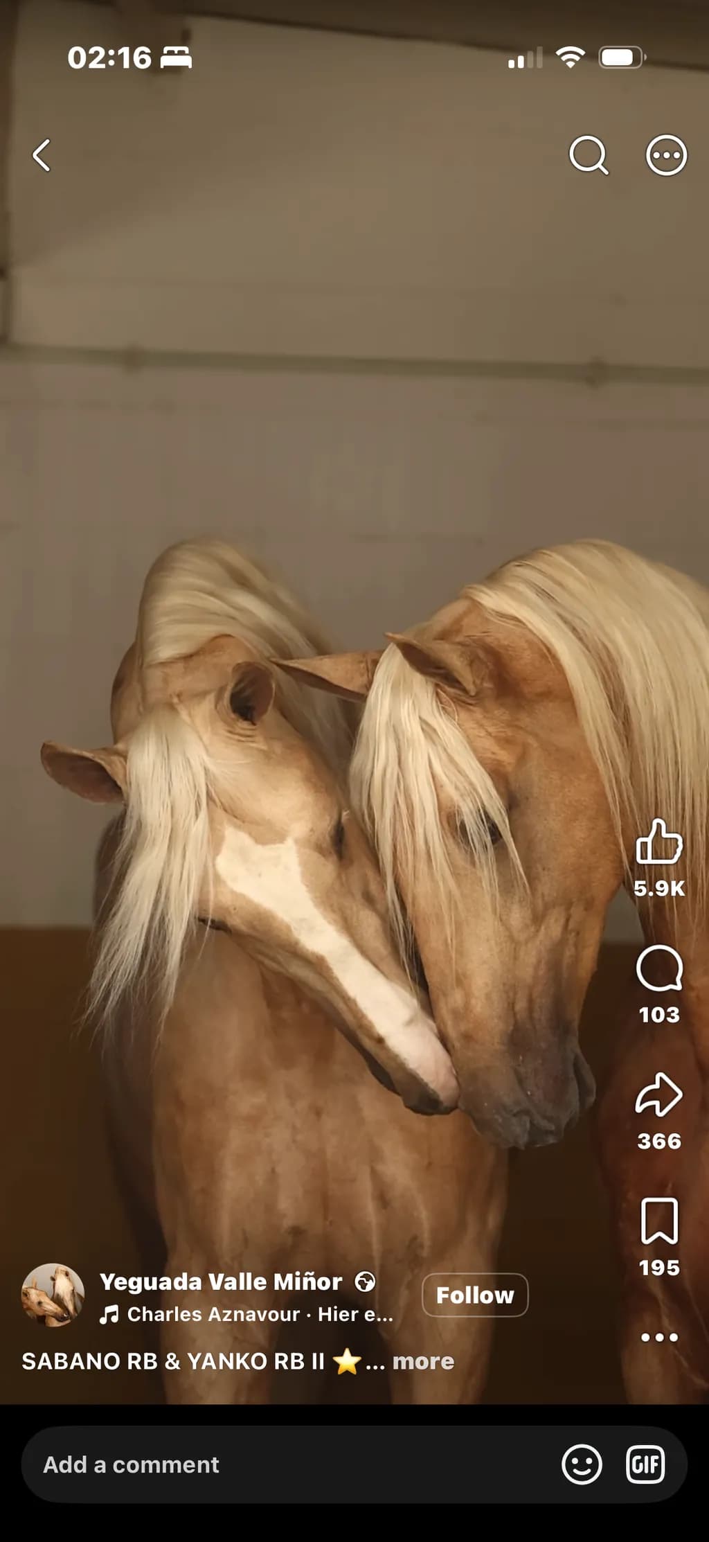Golden Companions