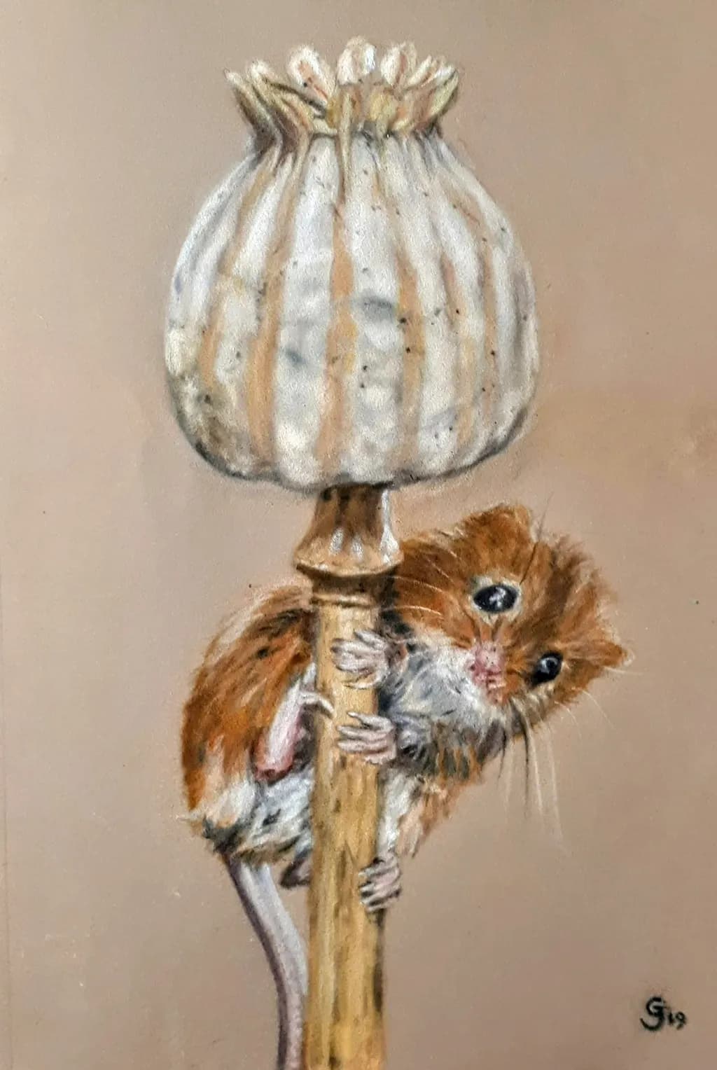 Poppy Climber