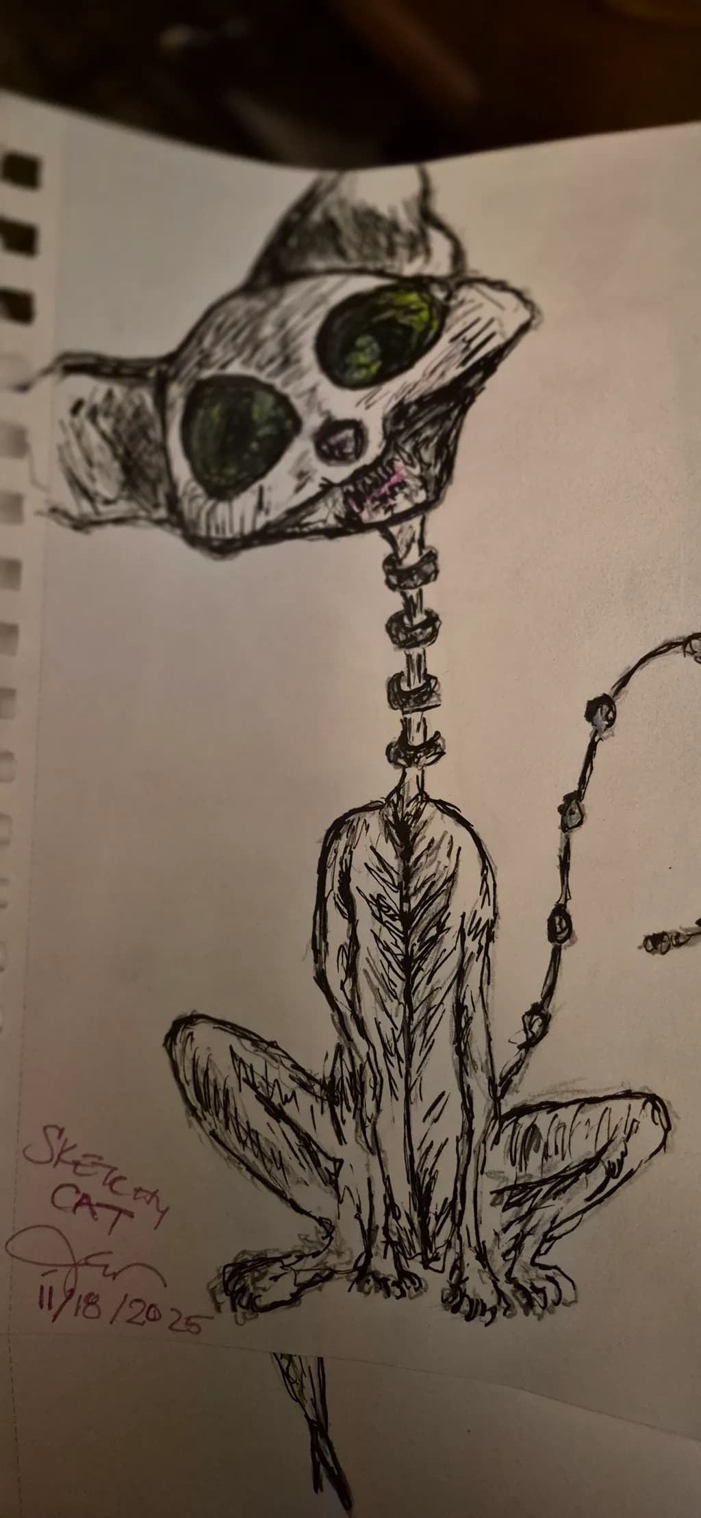 Skeletal Cat