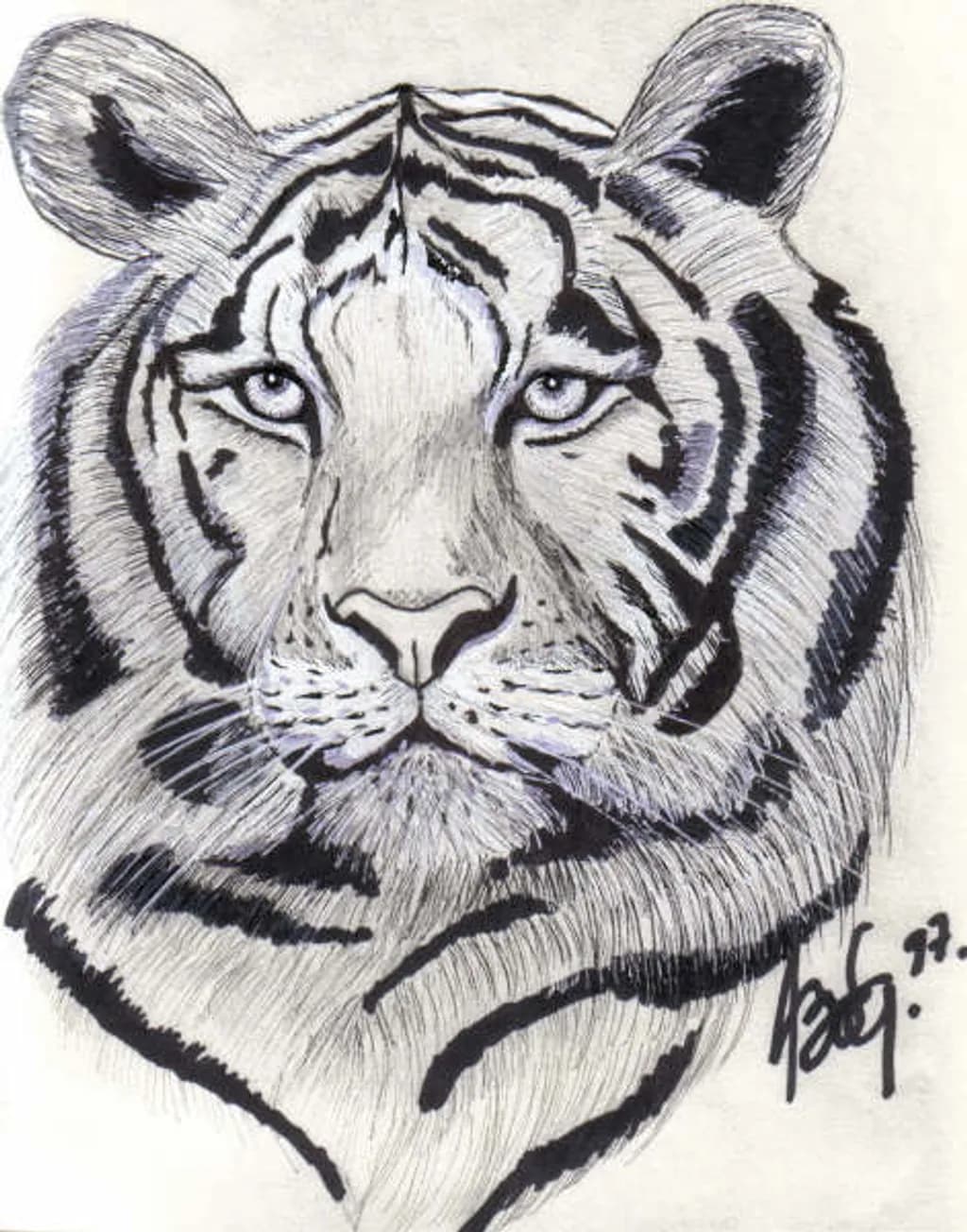 Animal Tiger Portrait