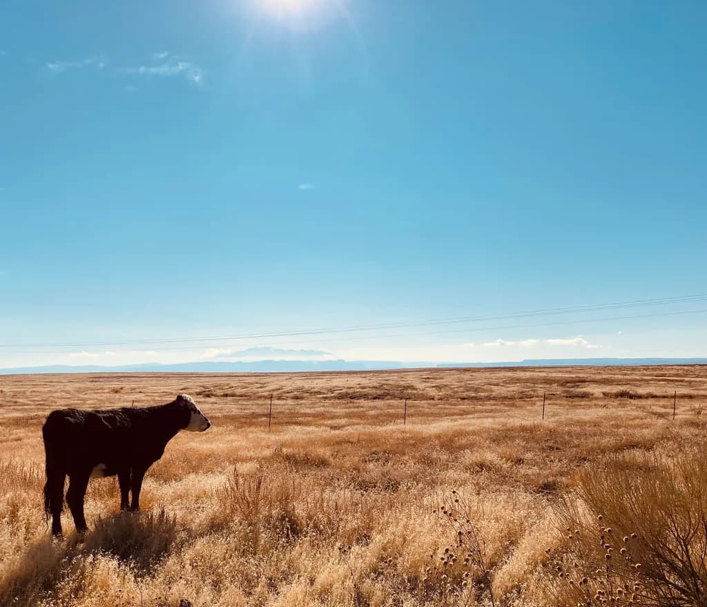 Solitary Grazing