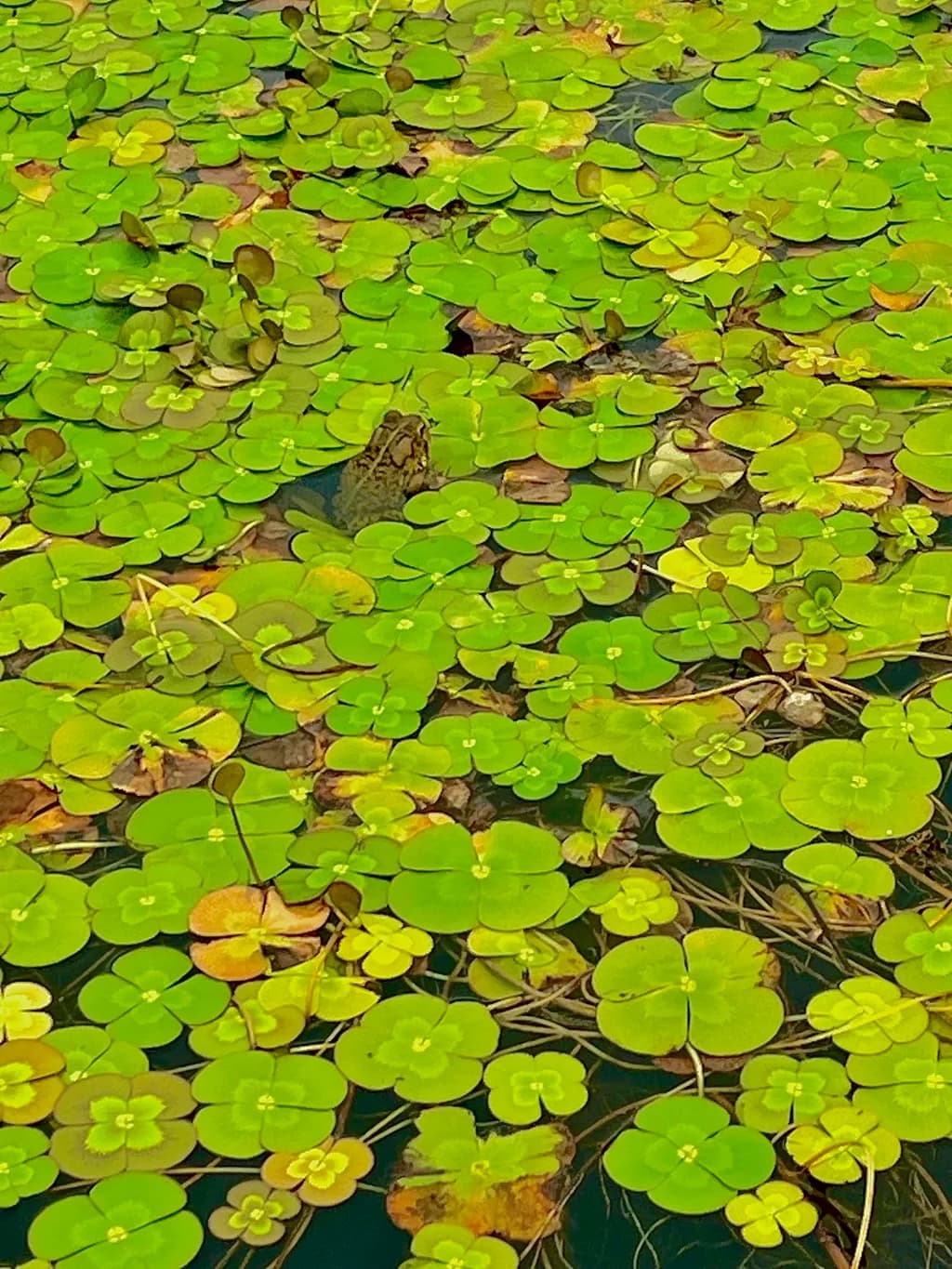 Hidden Frog Haven