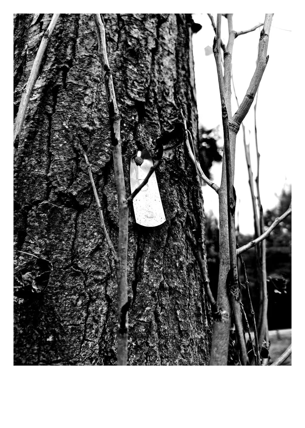 Tagged Tree