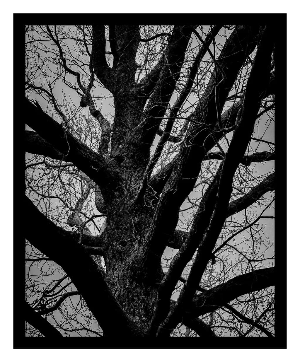 Silent Branches