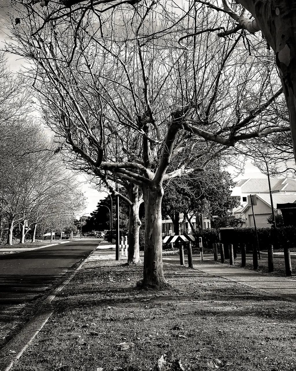 Winter Avenue
