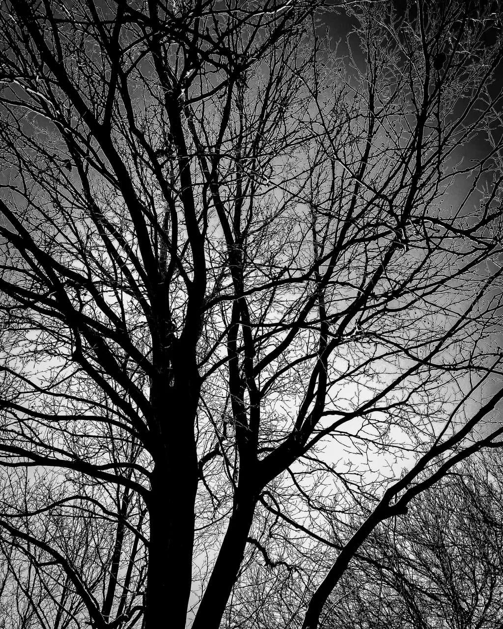 Winter Silhouettes