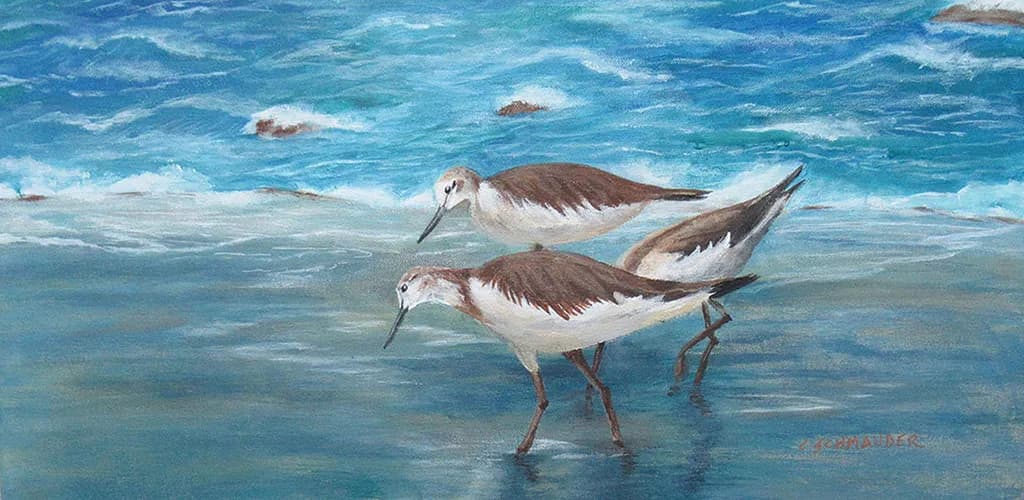 Greenshank Beachcombers