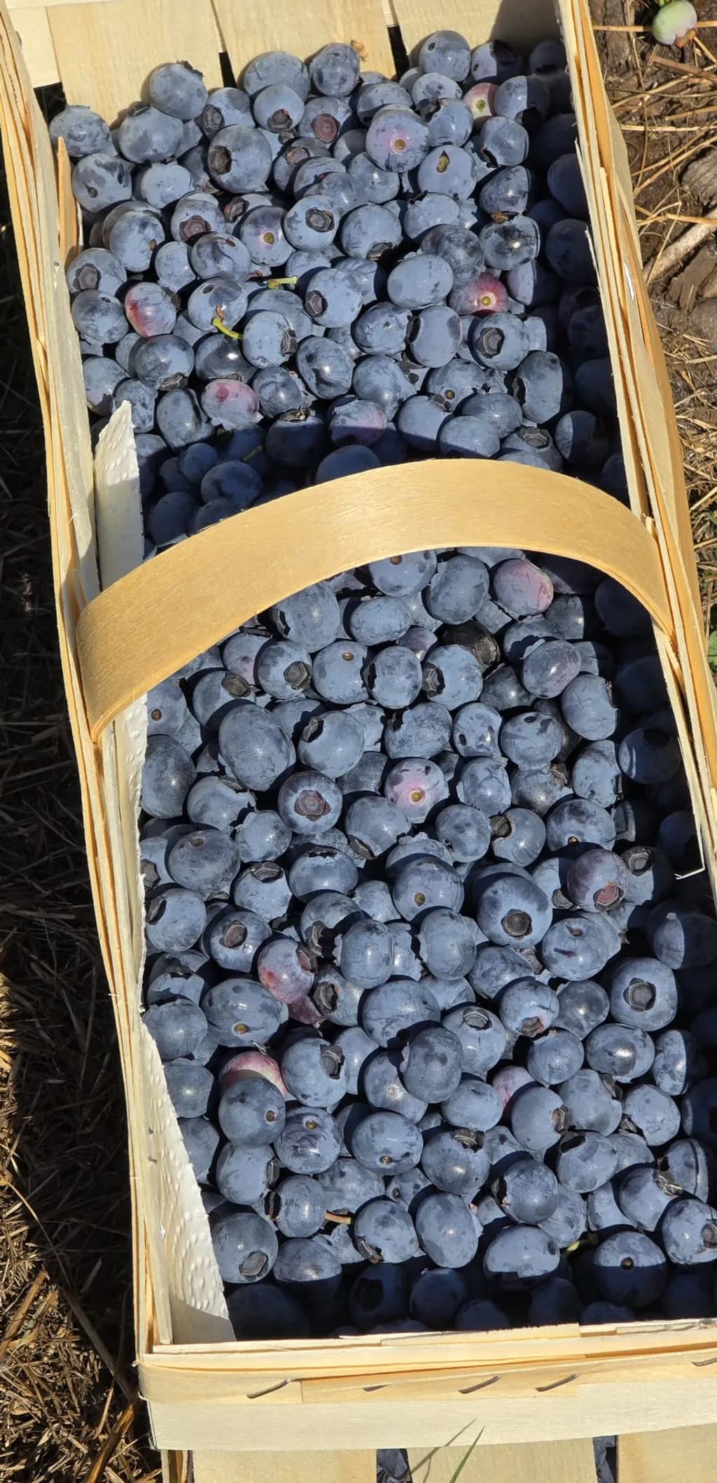 Basket of Blueberries
