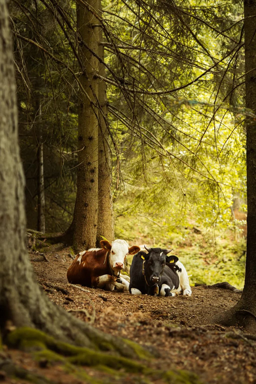 Forest Rest