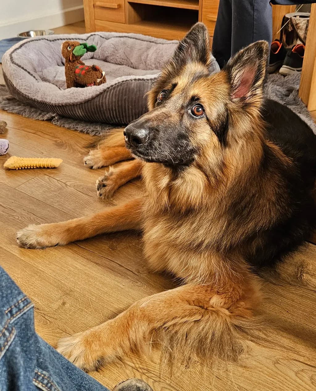 Alert Companion