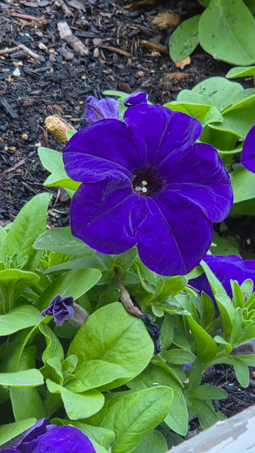Midnight Petunia