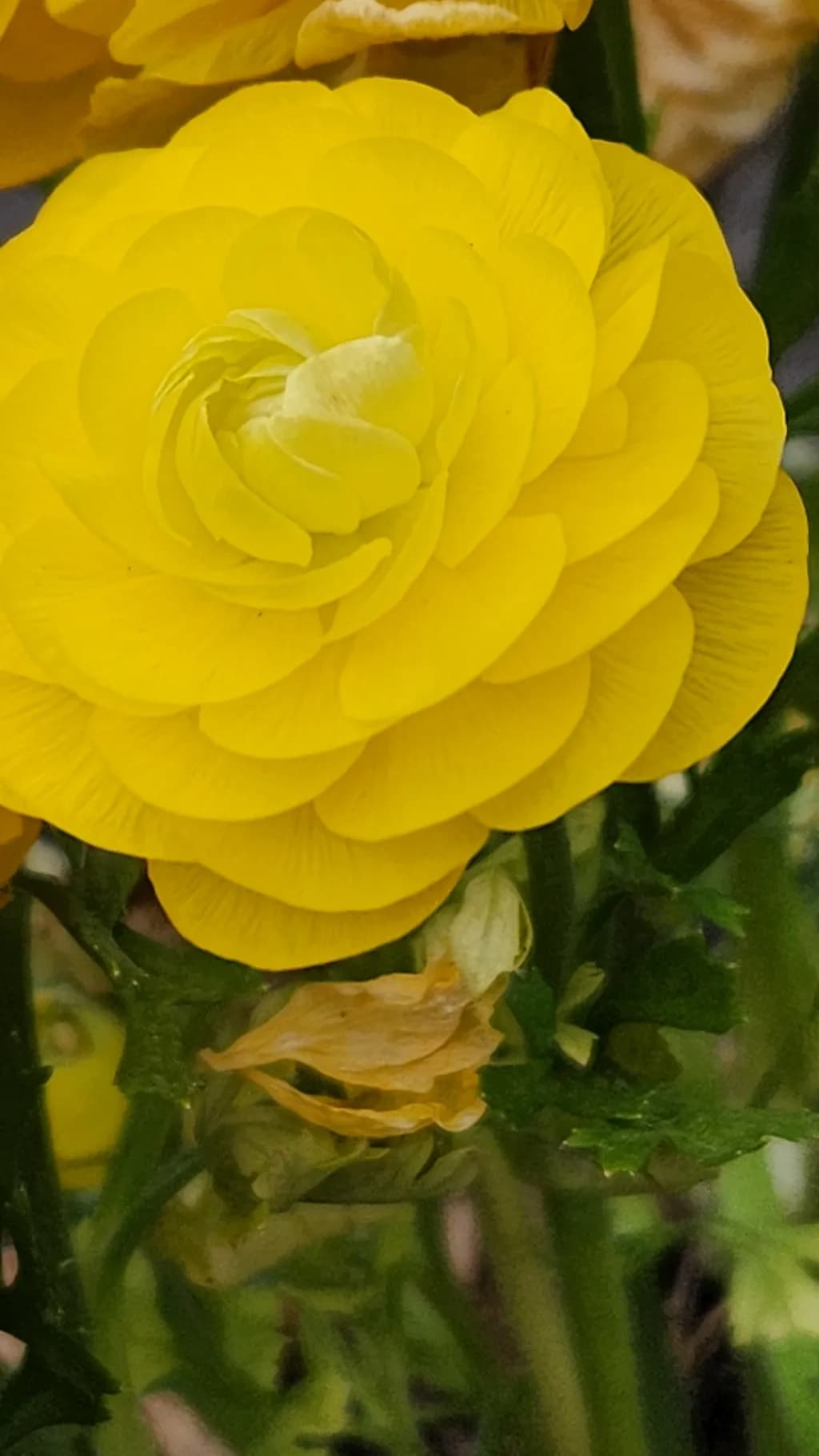 Yellow Blossom Close-Up