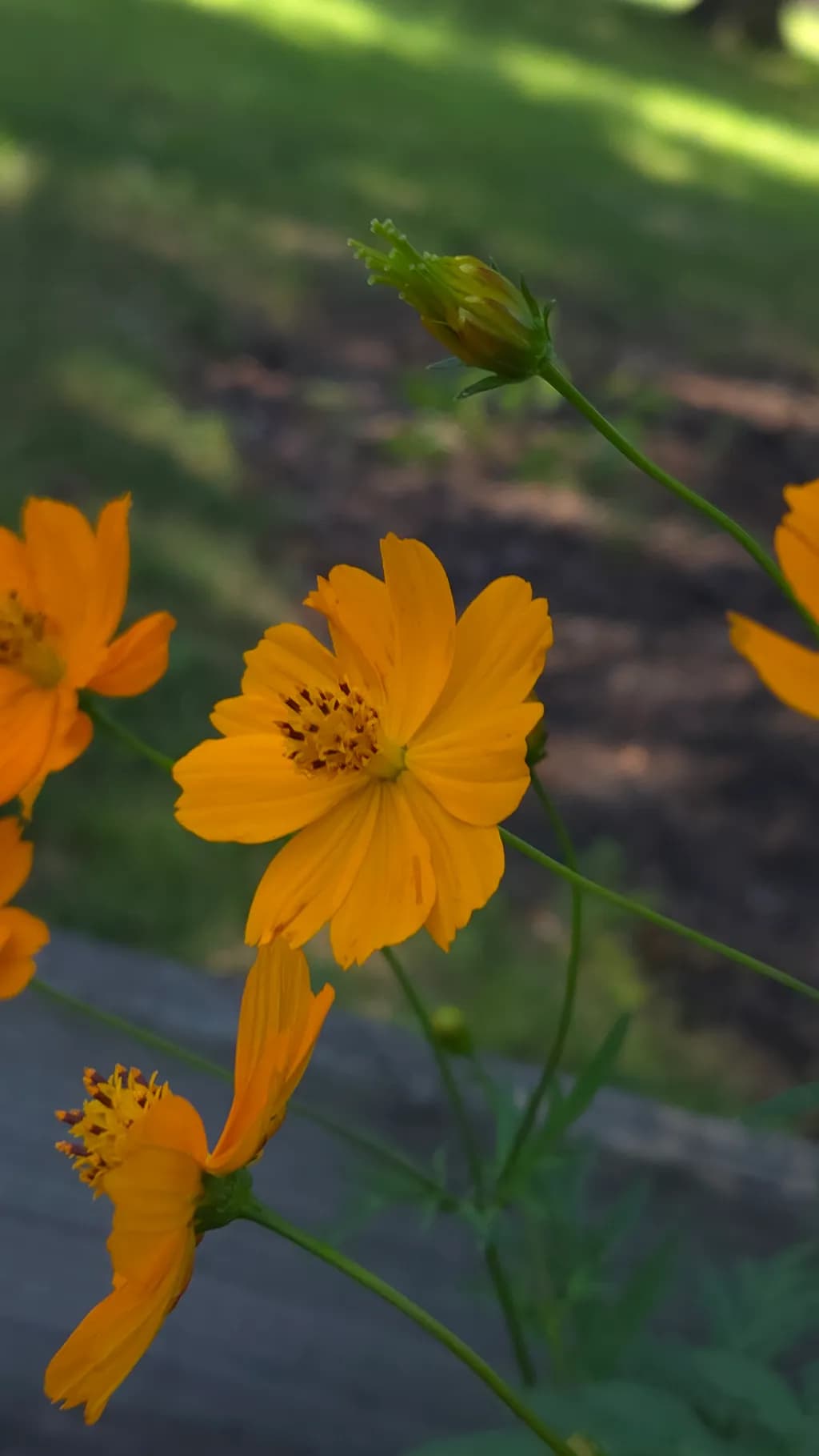 Golden Cosmos Bloom