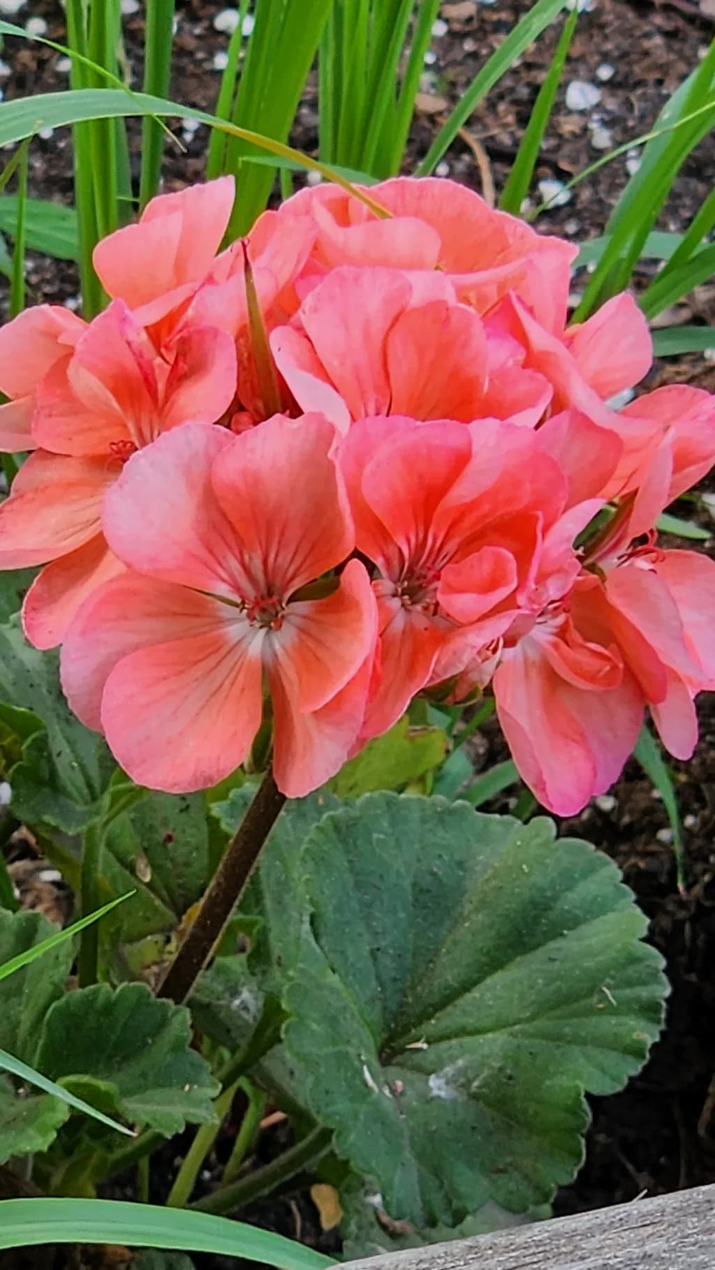 Coral Cluster