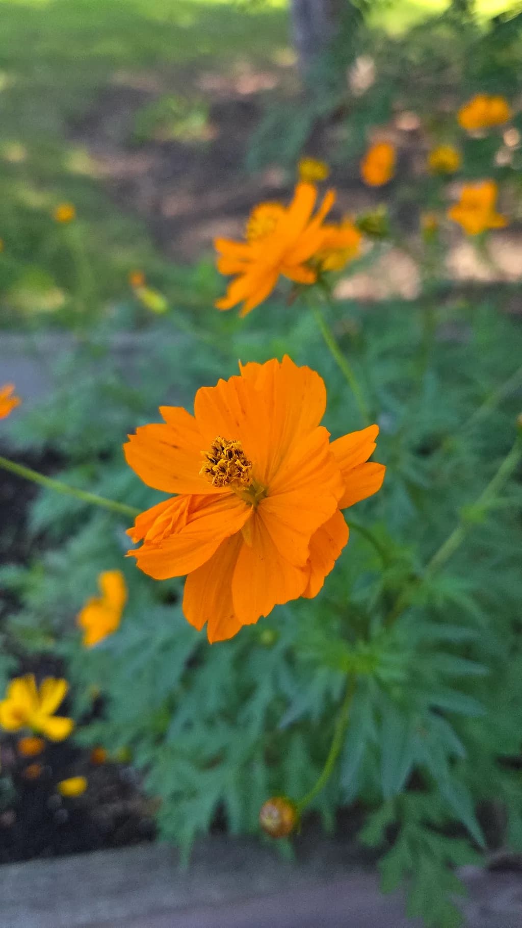 Orange Blossom Focus