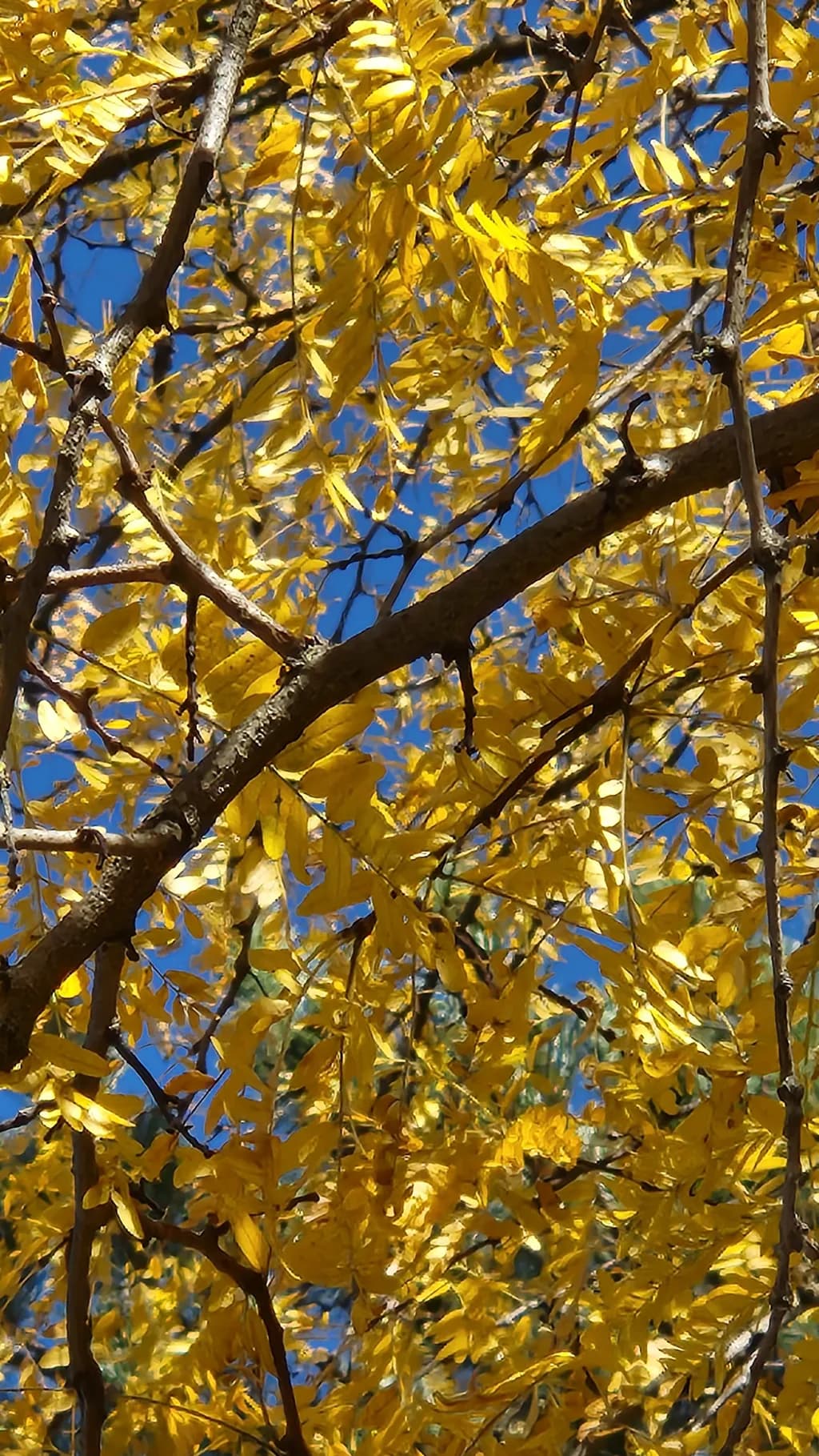 Golden Canopy