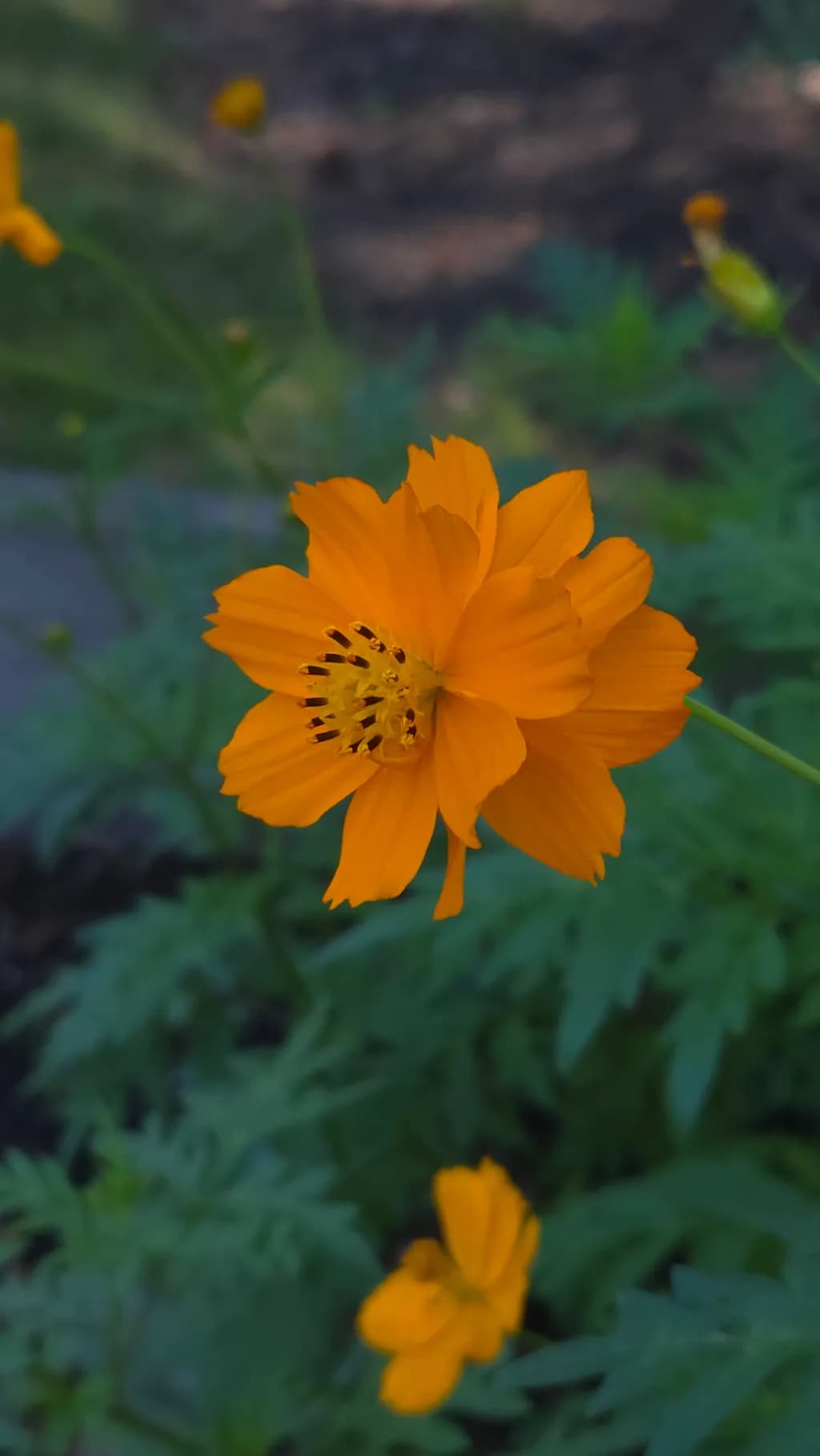 Orange Bloom