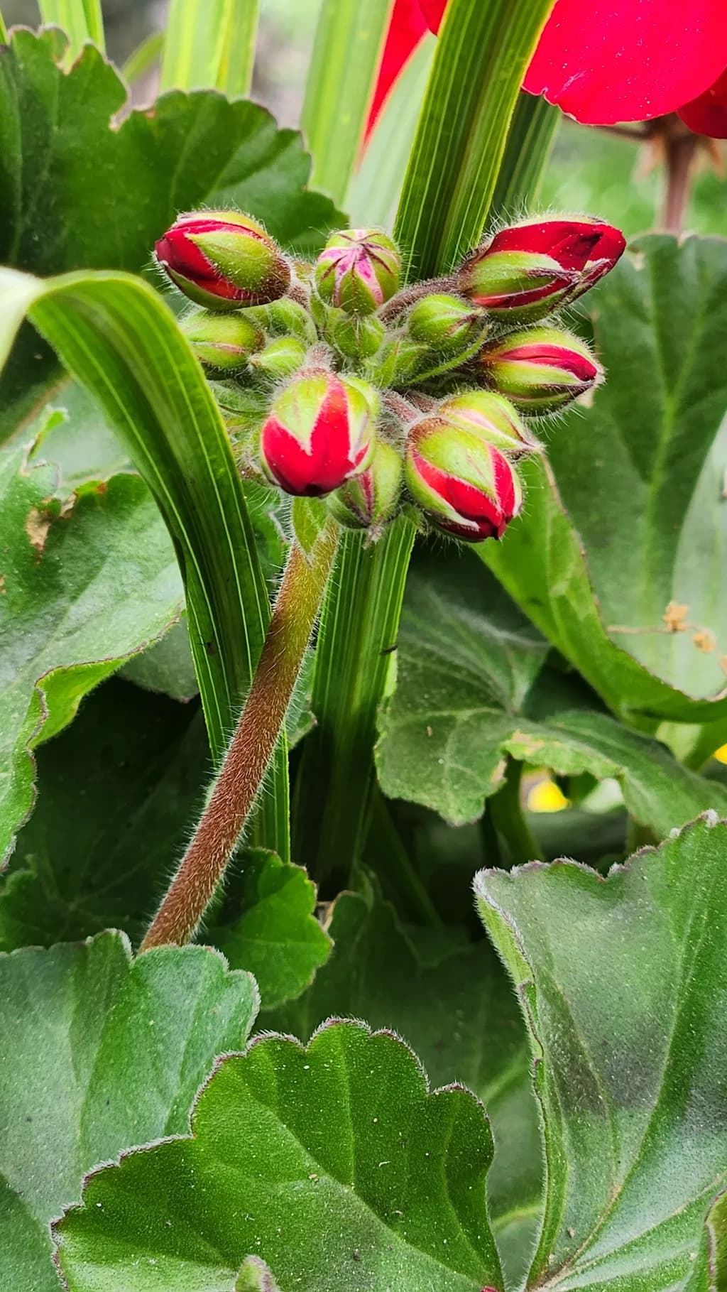 Emerging Blossoms