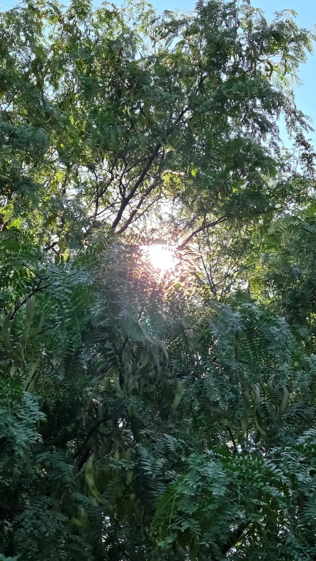 Sunlit Canopy