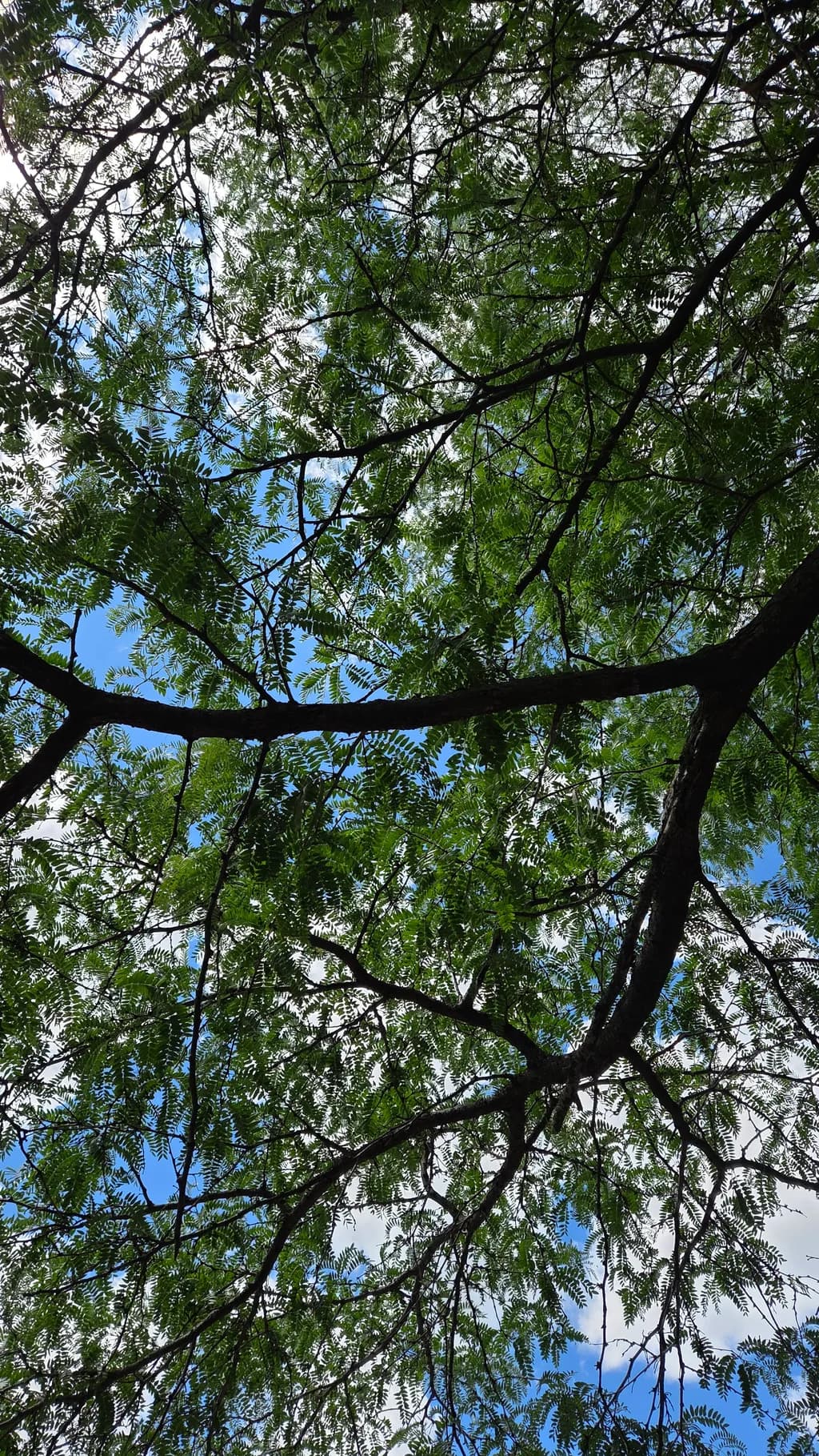 Canopy Fragments